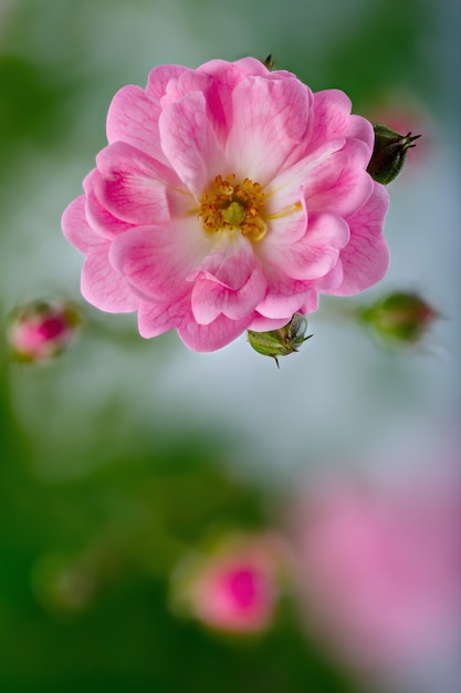 Fleurs roses photographiées en gros plan. Végétation ornementale dans le jardin.