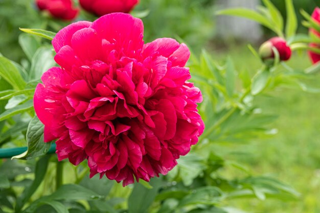 fleurs roses pivoines jardin de pivoines fleuries.