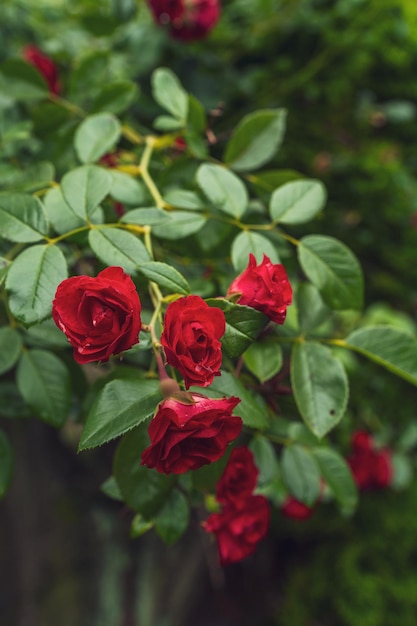 Fleurs roses sur plante dans le jardin