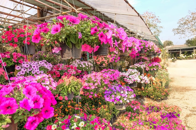 Fleurs roses Plante en pot au jardin.