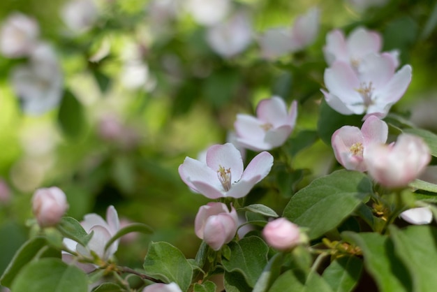 Fleurs roses de pommier en fleurs au printemps par une journée ensoleillée en gros plan