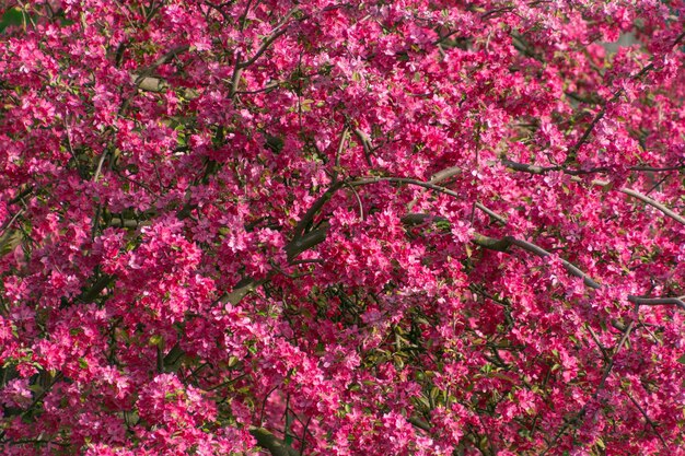 Photo des fleurs roses d'un pommier en fleurs un beau fond floral