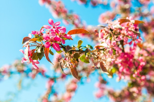 Fleurs roses pommier en fleurs sur fond flou