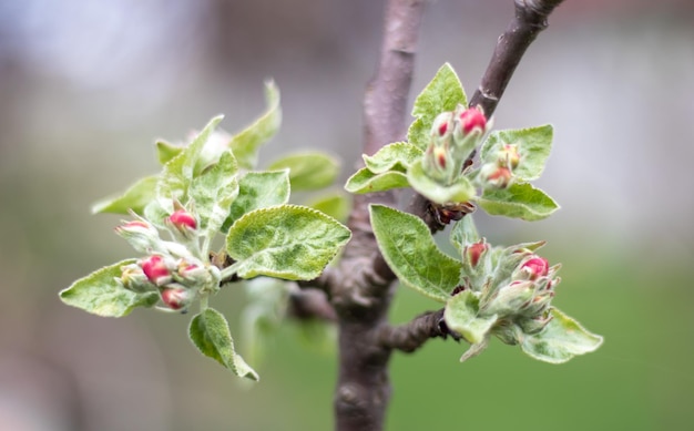 Fleurs roses d'un pommier en fleurs sur une journée ensoleillée en gros plan dans la nature à l'extérieur