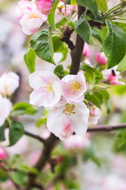 Des fleurs roses de pommiers sur une branche