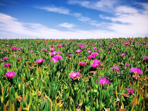 Photo fleurs roses poussant dans le champ