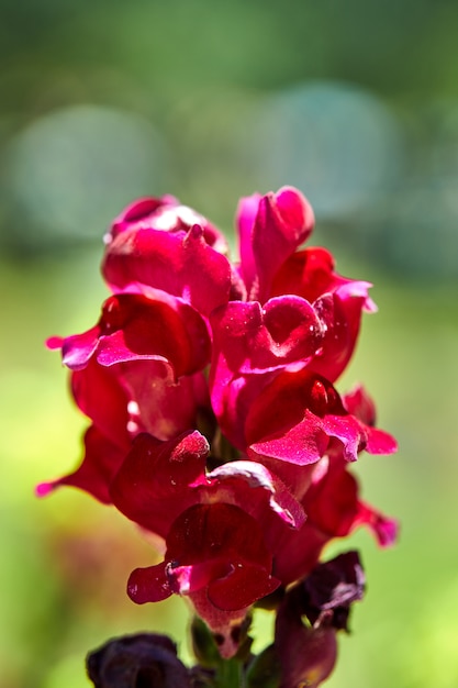 Fleurs roses poussant dans un parterre de fleurs