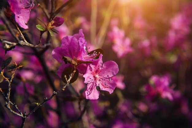 Fleurs roses printanières délicates au soleil, flou artistique, gros plan. Fleurs de cerisier, amandes, rhododendron. Fond floral.