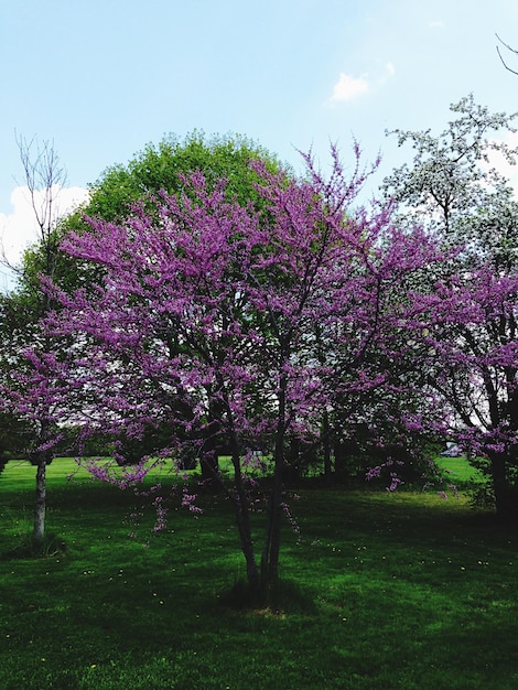 Photo des fleurs roses qui poussent dans le parc