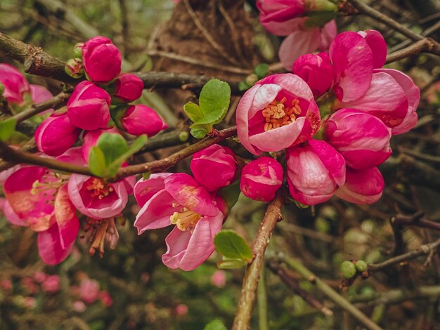 fleurs roses de quince japonais en pleine floraison au début du printemps