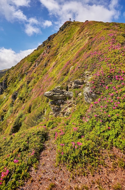 Fleurs roses de rhododendron sur la montagne d'été