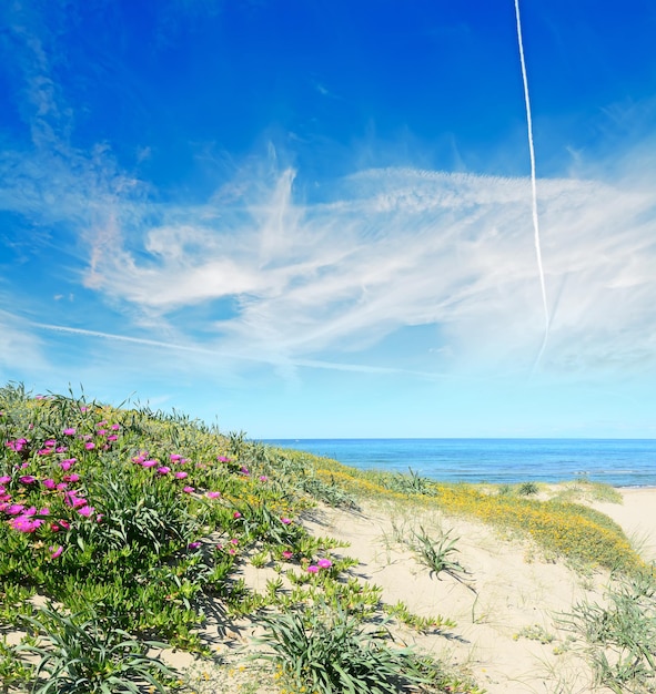 Fleurs roses sur le rivage de Platamona tourné en Sardaigne Italie