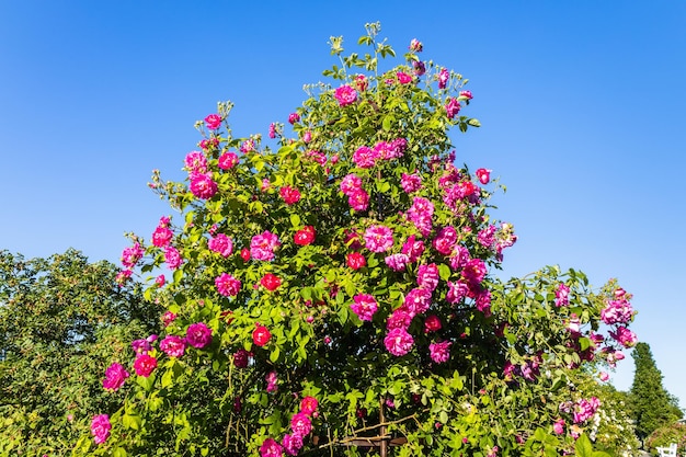 Les fleurs roses de Rosa fleurissent dans le jardin d'été