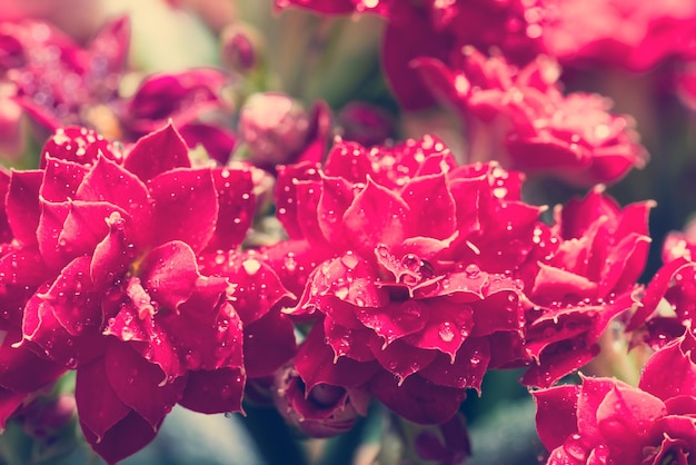 Fleurs roses avec rosée