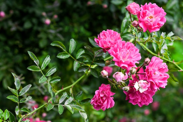 Fleurs de roses roses escalade closeup