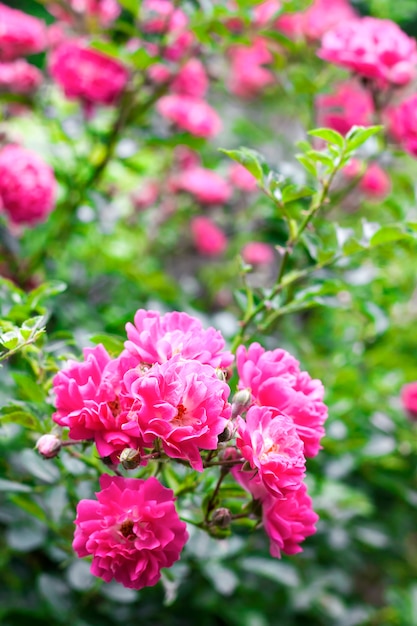 Fleurs de roses roses escalade closeup