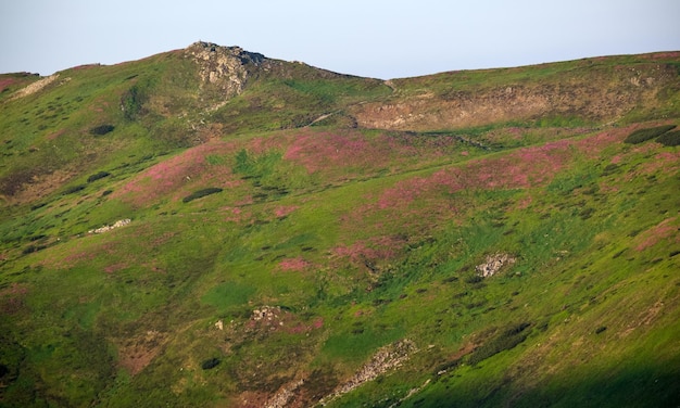 Fleurs roses roses de rhododendron sur la pente de montagne d'été