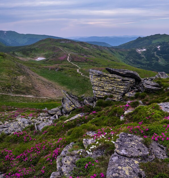 Fleurs roses roses de rhododendron sur la pente de montagne d'été