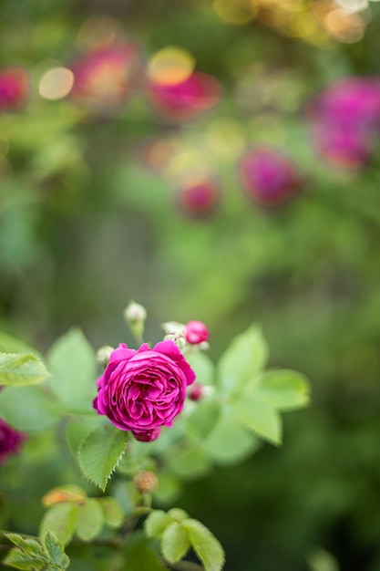 Photo fleurs roses roses sur le rosier dans le jardin en été