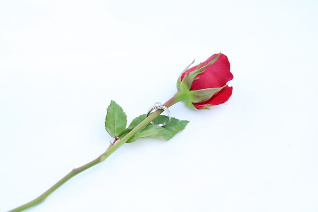 Fleurs roses rouges avec bague de mariage sur fond blanc