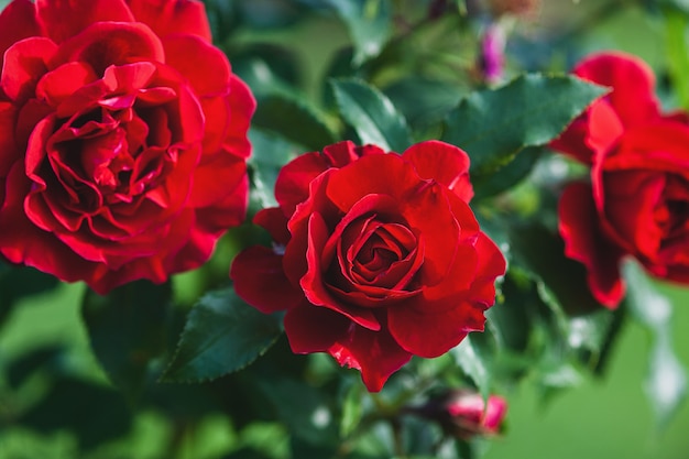 Fleurs de roses rouges dans le jardin