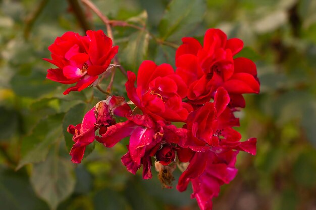 Fleurs roses rouges fleurissant sur un fond vert