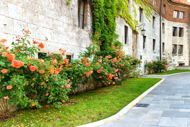 Fleurs - roses rouges sur la vieille rue en Europe.