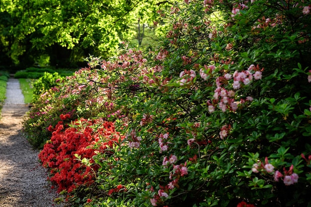 Fleurs roses et rouges