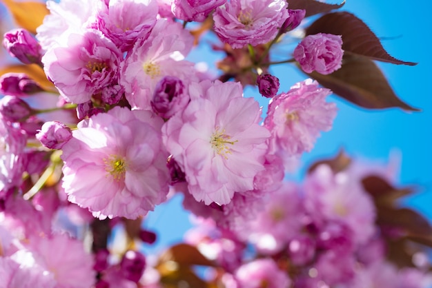 Fleurs roses de sakura en fleurs au printemps cerisier japonais