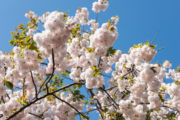 Fleurs roses sakura magnifiques et délicates par une journée ensoleillée, ciel bleu.