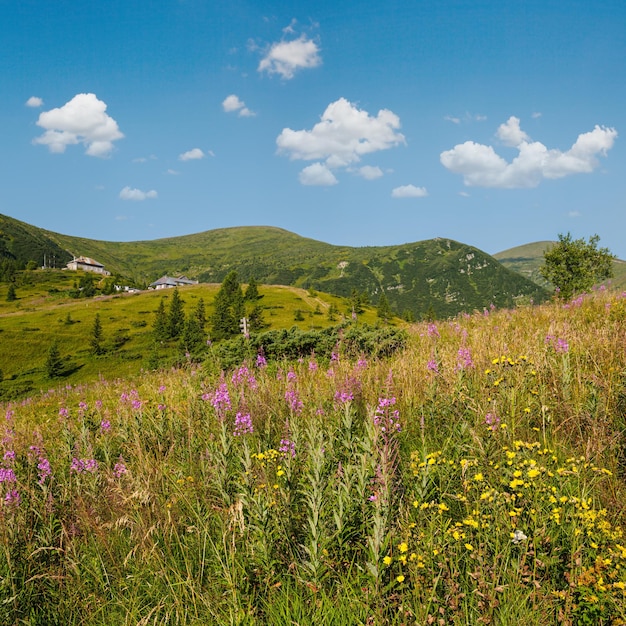 Photo fleurs roses de sally et d'hypericum jaunes sur le versant de la montagne d'été dans la lointaine pozhyzhevska, le bâtiment des stations météorologiques et botaniques a été posé en 1901 sur la crête de chornohora, dans les carpates, en ukraine.