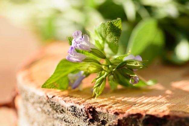 Fleurs roses de Salvia officinalis herbe culinaire sauge commune