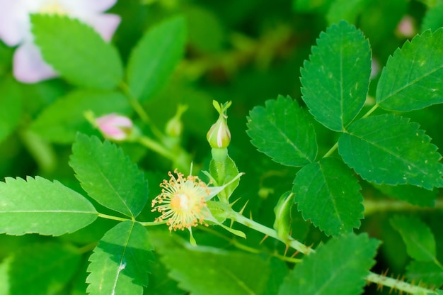 fleurs roses sauvages sur fond vert