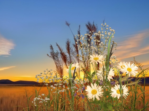 Fleurs roses sauvages verbes de camomille et herbe sur le champ de prairie au coucher du soleil