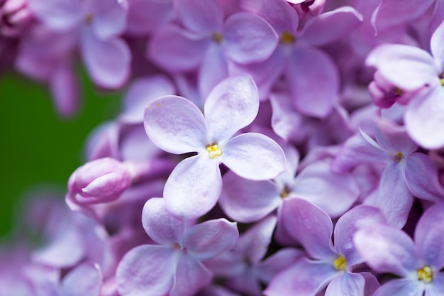 Fleurs roses se bouchent sur fond flou