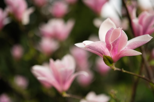 Fleurs roses tendres de magnolia fleurissent au printemps