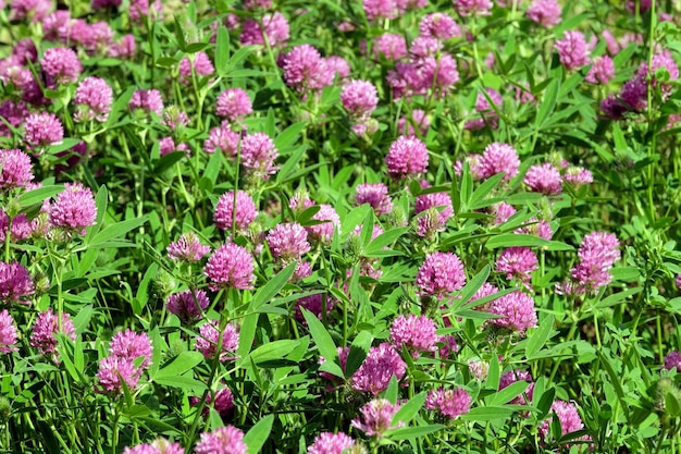 Photo des fleurs roses de trèfle en fleurs sur le champ, vue rapprochée sur une belle journée d'été ensoleillée