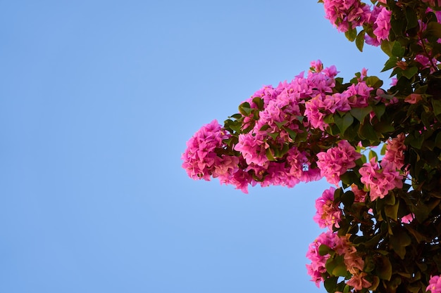 Fleurs roses tropicales sur des buissons dans les rayons de lumière