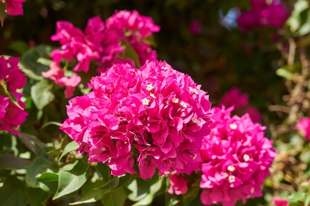 Fleurs roses tropicales sur des buissons dans les rayons de lumière