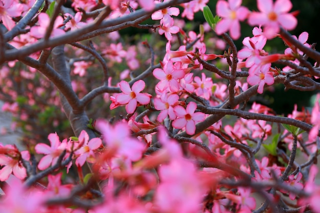 Fleurs roses tropicales frangipanier plumeria