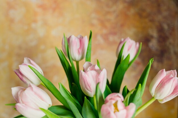 Fleurs roses. Tulipes de printemps.