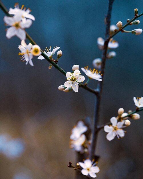 fleurs roses et vertes