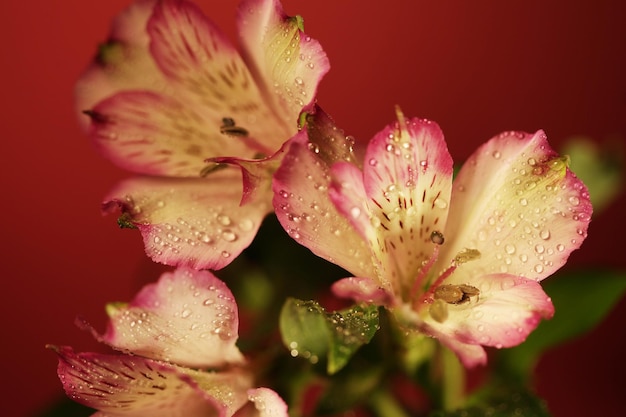 Fleurs roses