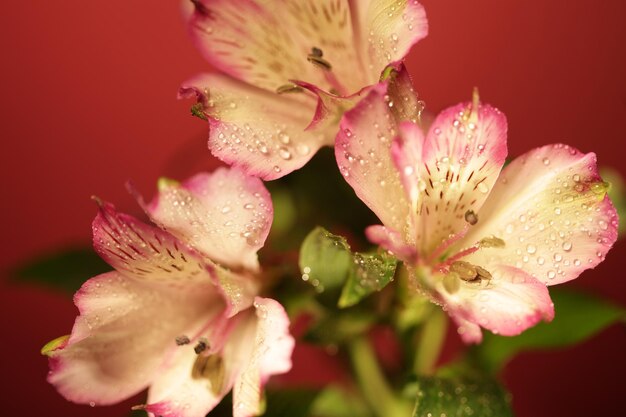 Fleurs roses