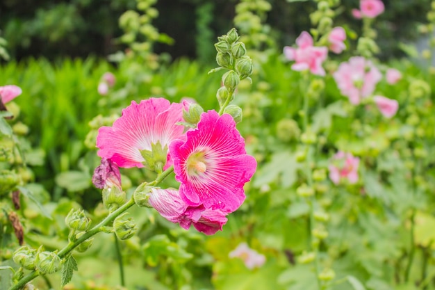 Fleurs roses