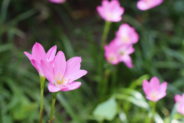 fleurs roses