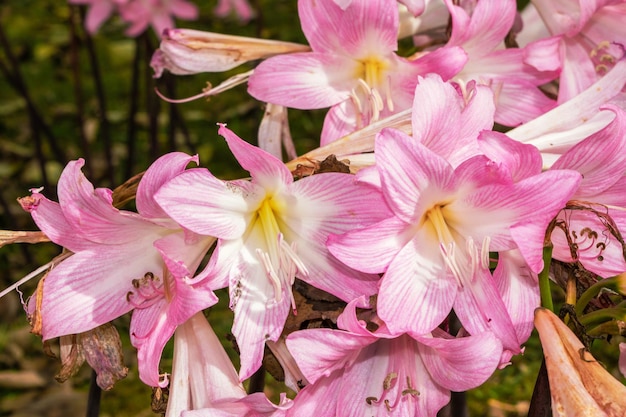 Fleurs roses