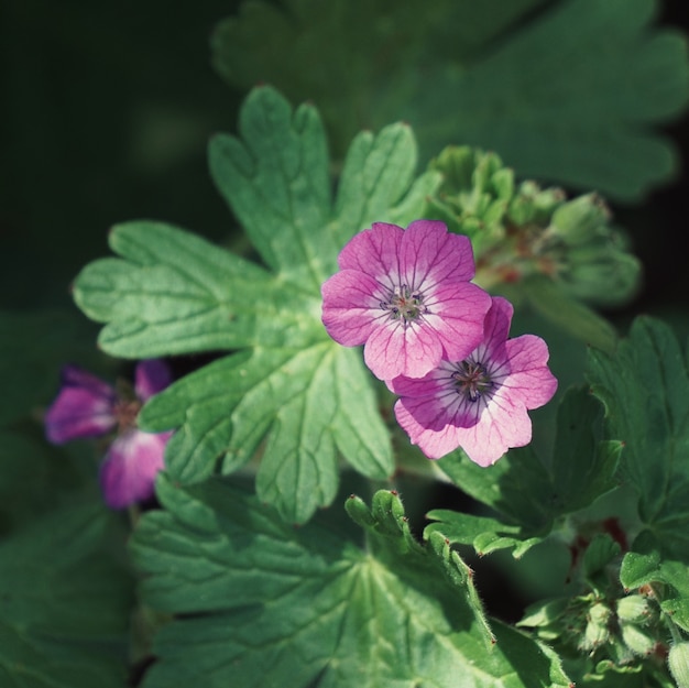 les fleurs roses