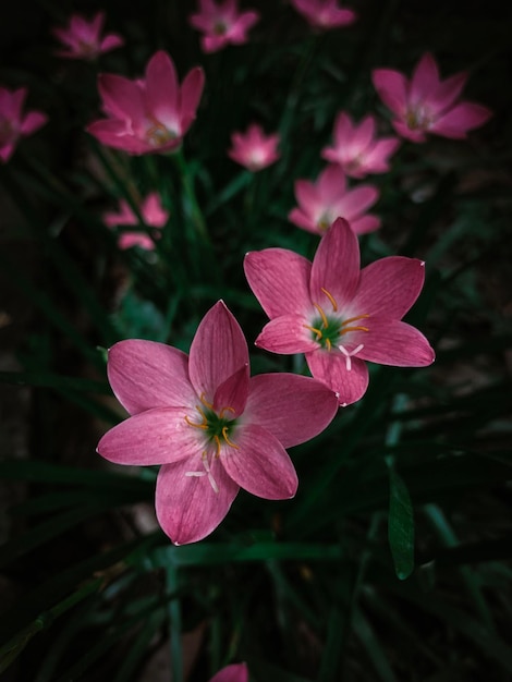 Des fleurs roses