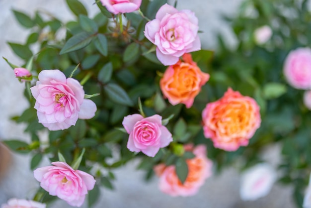 Fleurs de rosiers buissons